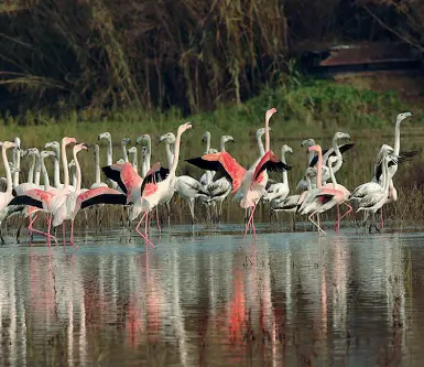  ?? (foto Donato Giannelli) ?? I fenicotter­i nel lago di Peretola, a Sesto Fiorentino