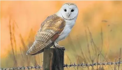  ??  ?? Barn owl perched on fence