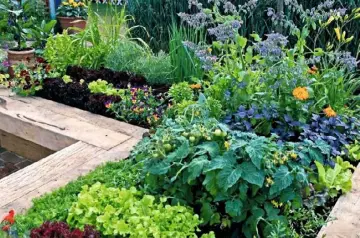  ??  ?? BEST OF BOTH WORLDS Create a garden that’s pretty but productive too, p16; reader gardens are full of creative ideas this month, p56