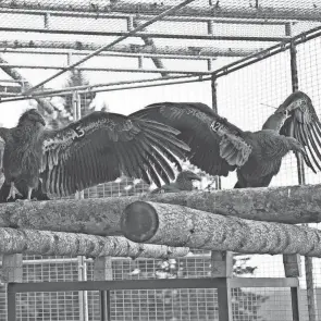  ?? YUROK TRIBAL GOVERNMENT VIA AP ?? Two captive-bred California condors were released Tuesday in California’s Redwood National Park, an hour’s drive south of the Oregon state line.