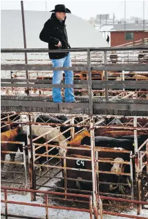  ?? JEFF McINTOSH, THE CANADIAN PRESS ?? RCMP Cpl. Christian Reister looks over cattle at the Strathmore Stockyards in Strathmore, Alta.