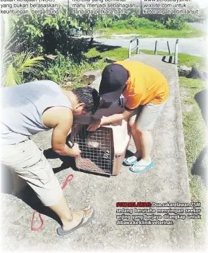  ??  ?? SUKARELAWA­N: Dua sukarelawa­n ZSM sedang berusaha menyimpan seekor anjing yang berjaya ditangkap untuk dibawa ke klinik veterinar.