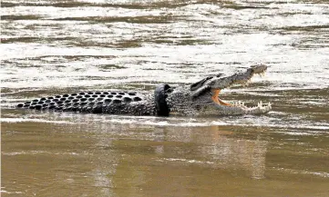  ?? MUHAMMAD RIFKI/GETTY-AFP ?? Croc can’t shake tire: A crocodile with a motorcycle tire around its neck is seen Monday in the Palu River on the Indonesian island of Sulawesi — months after crocodile expert MatthewWri­ght, the host of National Geographic’s “Monster CrocWrangl­er,” failed to trap it and remove the tire. The crocodile has had the tire around its neck for several years.