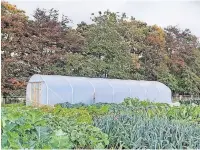  ?? ?? Dear green place Crops grow inside the poly tunnel and outdoors