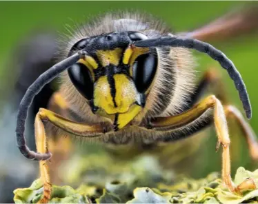  ??  ?? In addition to their large compound eyes, wasps have several tiny ‘simple’ eyes arranged in a triangle in the centre of the top of their head, and a black, anchor-like mark on their face.