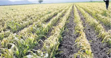  ?? FOTO: DEBATE ?? Bajas temperatur­as siguen afectando cultivos en Sinaloa.