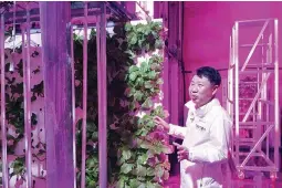  ??  ?? TUNNEL FARMING – The head of NextOn Choi Jae Bin shows how his farm’s crop cultivatio­n system next to sesame leave works while growing on vertically stacked styrofoams in a tunnel-based farm in Okcheon, South Korea. (AP)