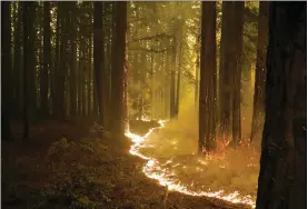  ?? MARCIO JOSE SANCHEZ — THE ASSOCIATED PRESS FILE ?? A forest burns as the CZU August Lightning Complex Fire advances Aug. 20 in Bonny Doon, Calif.