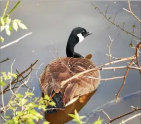  ??  ?? Our early Canada goose season is set to open on Saturday, Sept. 1, and run through September 25. Mourning dove season also opens that day and runs through Nov. 24.