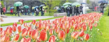  ?? FOTO: DPA ?? Hoffen auf besseres Wetter: Am Wochenende eröffnet die Gartenscha­u in Bad Herrenalb.