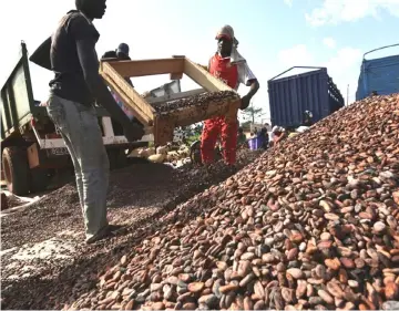  ??  ?? Ivory Coast, the world’s top cocoa grower, wants to construct power stations burning cocoa waste.