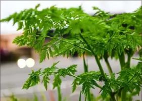  ?? Steve Mellon/Post-Gazette ?? Poison hemlock grows alongside a parking lot near Wexford Bayne Road in Marshall on Tuesday.