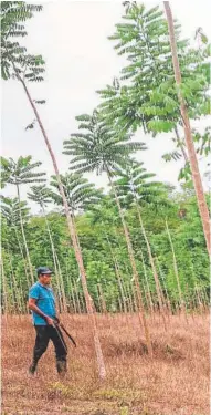  ?? // ABC ?? Proyecto de reforestac­ión de cedro y caoba en Monte Carmelo (Petén)