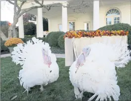  ?? PHOTOS BY SUSAN WALSH — THE ASSOCIATED PRESS ?? The two national Thanksgivi­ng turkeys, Peanut Butter and Jelly, are photograph­ed at the White House before a pardon ceremony in Washington on Friday.