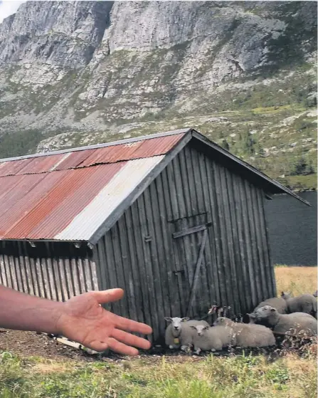  ?? ALLE FOTO: KNUT HEGGENES ?? Sameiet Myklestul eier han 50–50 sammen med en annen grunneier fra Sauland.