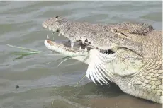  ?? ?? A crocodile eats a chicken in the ‘Caimans lake’ next to the former HouphouetB­oigny House in Yamoussouk­ro.