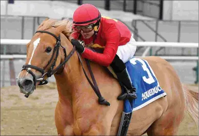  ?? JOE LABOZZETTA/NYRA ?? The speedy Sounds Delicious won two starts at Aqueduct in March by open lengths.