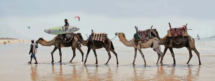  ?? FOTOS: DPA ?? Kameltreib­er Ibrahim bringt Surfer Yassin Said mit dem Kamel-Taxi zu den besten Wellen in Essaouira.