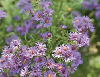  ?? SHERYL DEVORE/LAKE COUNTY NEWS-SUN ?? The easiest aster to recognize in fall is the native New England aster with its deep purple petals, called flower rays, and yellow disk rays in the center.