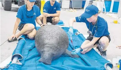  ?? SEAWORLD ORLANDO ?? Molly Martony, veterinari­an-in-residence at the University of Florida, draws blood to diagnose a manatee pulled from red tide-afflicted waters.