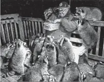  ??  ?? James Blackwood, of Churchvill­e, Nova Scotia, feeding a mob of raccoons.