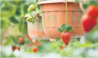  ??  ?? SAFE SPOT Hanging your strawberri­es helps avoid slugs