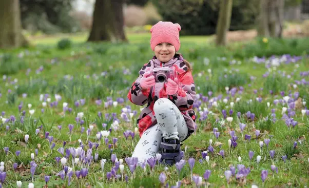  ?? Picture: Caroline Quinn ?? SPRINGING UP: Alicia Okley (7), from Clontarf, taking photos of the crocus in bloom at the Botanic Gardens, Glasnevin, Dublin.