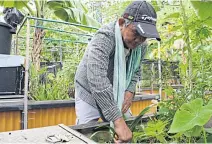  ??  ?? LEFT Retired taxi driver Roger Loh tends to his plants at an allotment garden in Singapore. More than 1,000 such plots have been leased to residents who enjoy a sense of community from tending the shared spaces. ABOVE RIGHT
An elderly woman who collects discarded cardboard for a living pushes a cart in an industrial estate in Singapore. The city-state is looking at more ways to give its greying citizens regular activities to look forward to.