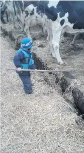  ??  ?? La valeur n’attend pas le nombre des années et Mathis Michaud, deux ans, fils de Dave et Valérie Fournier, de la Ferme du Plaisir à Saint-Tharcisius, en est la preuve. Un petit bonhomme pas mal vaillant.