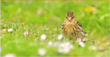  ??  ?? Twite