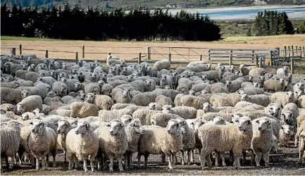  ?? PHOTO: TONY BENNY/FAIRFAX NZ ?? Ben Todhunter’s Cleardale station has both an english leicester and a merino stud.