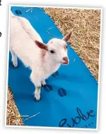  ??  ?? Poppy, one of the 13 goats that attend Goat Yoga on Lainey’s Oregon farm