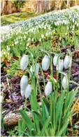  ?? Foto: Rudi Brix ?? Früh blühen in diesem Jahr die ersten Schneeglöc­kchen.