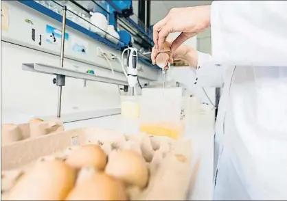  ?? GUIDO KIRCHNER / AFP ?? Pruebas de tóxicos en huevos en el laboratori­o de un instituto de control veterinari­o alemán