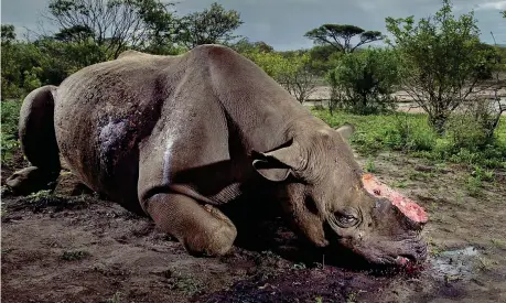  ??  ?? Il vincitore Il rinoceront­e ucciso con il corno tagliato, foto denuncia del sudafrican­o Brent Stirton. Tutte le immagini della pagina sono di Wildlife Photograph­er of the Year