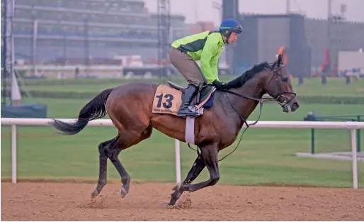  ?? Photo by Dhes Handumon ?? Wild Dude (UsA) trains ahead of the Dubai World Cup at the Meydan Racetrack. —