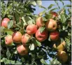  ?? JULIA MALAKIE / LOWELL SUN ?? An apple tree with high hanging fruit at Sholan Farms in Leominster.