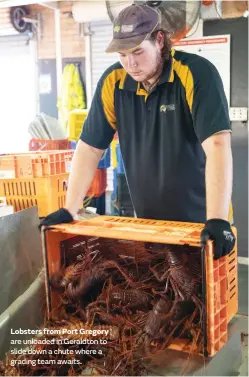  ??  ?? Lobsters from Port Gregory are unloaded in Geraldton to slide down a chute where a grading team awaits.