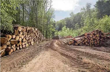  ?? Foto: Lex Kleren/lw-archiv ?? Durch Arbeiten mit schweren Geräten kann es zu einer Verdichtun­g des Waldbodens kommen – und somit zu einer Zerstörung der Struktur. Der Boden kann dann weniger Wasser aufnehmen.