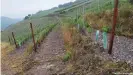  ??  ?? Horizontal transverse terraces like these at the vineyards in Höllenberg offer better protection against extreme weather