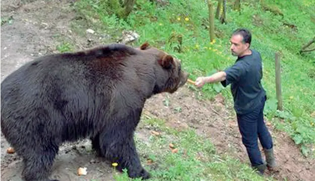  ?? ?? Amico degli orsi Una bella foto di Fausto Iob con Baloo, il plantigrad­o di San Romedio con il quale aveva stretto un rapporto speciale