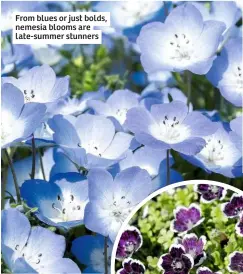  ??  ?? From blues or just bolds, nemesia blooms are late-summer stunners