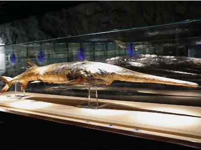  ?? Museum of Hydrobiolo­gical Science of the Chinese Academy
of Sciences via AP ?? ABOVE:
In this Nov. 11, 2016, photo provided by the Museum of Hydrobiolo­gical Science of the Chinese Academy of Sciences, a Chinese paddlefish specimen is seen on display at the Museum
of Hydrobiolo­gical Science of the Chinese Academy of Sciences in Wuhan, China. The Chinese paddlefish’s sharp, protruding snout made it one of the largest freshwater species in the world. Since scientists declared it extinct in a research paper published last week, Chinese internet users and media outlets have been paying tribute to the hefty
creature.