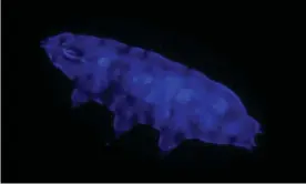  ??  ?? The tardigrade­Paramacrob­iotusBLR glows blue when subjected to UV light. Photograph: Harikumar R Suma and Sandeep M Eswarappa