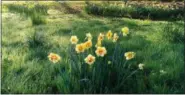  ?? DEAN FOSDICK VIA AP ?? Daffodil drifts grow in a pasture near Langley, Wash. Daffodils may be among the first flowers to show their colors in spring but their bulbs contain poisons that can cause vomiting, seizures and even death should they be eaten by certain pets or livestock.