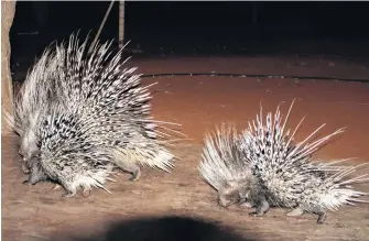  ?? STOCK IMAGE ?? Mother and young baby porcupines together.