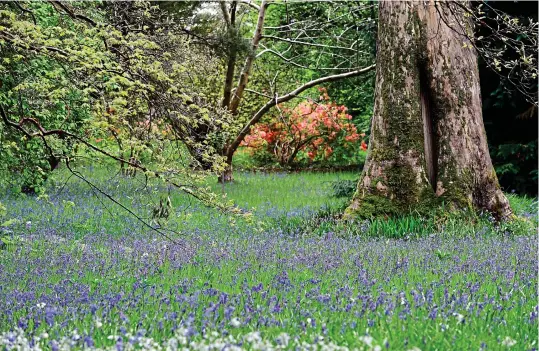  ?? ?? Carpet of colour: Blue and white bluebells and a bright azalea under the trees at Mount Usher Gardens. Below: the Japanese Gardens in Kildare