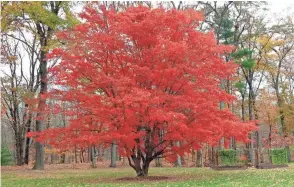  ?? LEE REICH VIA AP ?? The bold red of this Japanese maple reflects not only the tree’s genetics but also autumn weather, with sunny days and cool nights bringing out the best in the leaves.