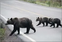  ?? ALEX TAYLOR/ PARKS CANADA ?? A grizzly bear and her cubs cross a road in Alberta’s Banff National Park.