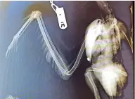  ?? ?? X-rays revealed two pellets lodged in the heron as a result of the callous shooting
